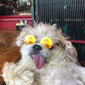 Pies Marnie 