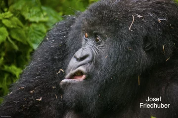 Finaliści konkursu Comedy Wildlife Photography Awards 