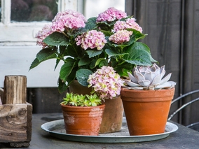 Hortensja doniczkowa – jak ją przezimować?