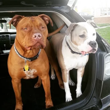 Roman i Spanky 