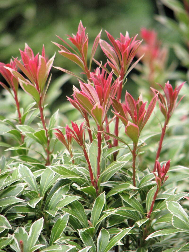 Pieris japoński 'Little Heath' w Ogrodzie Botanicznym Uniwersytetu Wrocławskiego