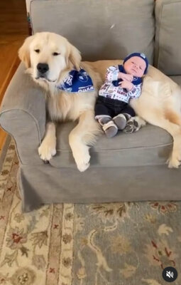 Miniatura: Niezwykła wieź połączyła gigantycznego psa...