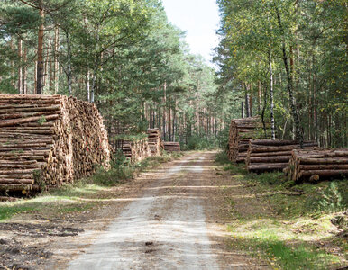 Miniatura: Niezwykle rzadka mutacja grzyba...