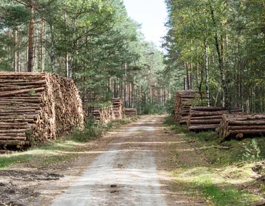 Miniatura: Niezwykle rzadka mutacja grzyba...