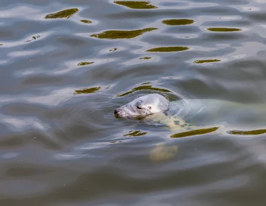 Miniatura: Oddech pod kontrolą. Foki potrafią wyczuć...