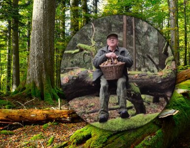 Miniatura: Sezon na grzyby jeszcze się nie skończył....