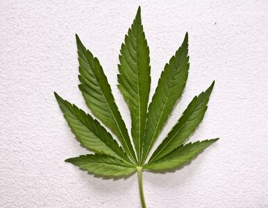 Miniatura: Marihuana została obłożona 25-procentowym...