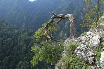 „Amputacja” na szczycie Sokolicy 