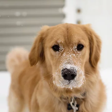Golden retriever Moose 
