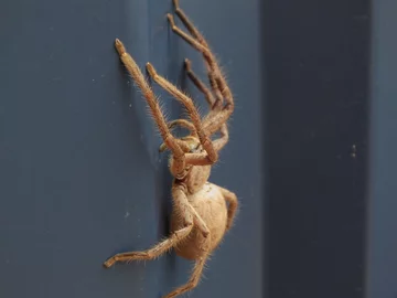 Pająk z rodziny spachaczowatych 