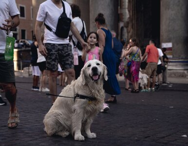 Miniatura: Pies turysta w tym mieście to spory...