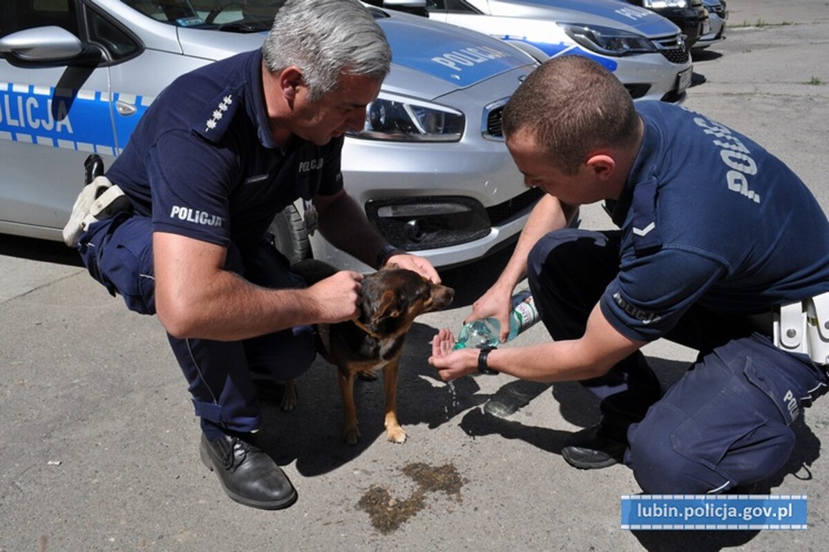 Piesek Tedy odnaleziony przez lubińskich policjantów 