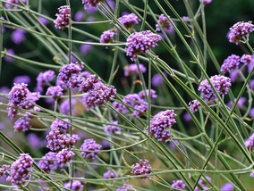 3 rośliny, którymi możesz zastąpić lawendę w ogrodzie