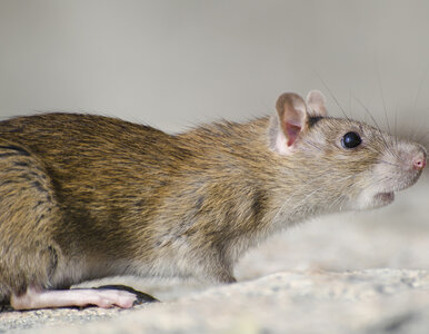 Miniatura: Szczury w domu? Te naturalne triki...