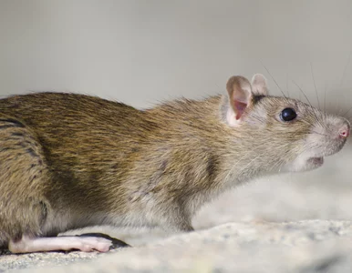 Miniatura: Szczury w domu? Te naturalne triki...