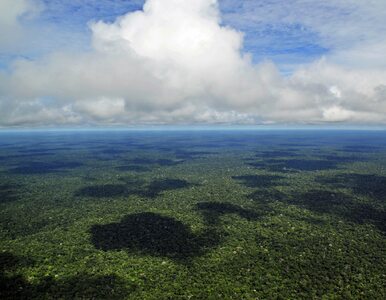 Miniatura: Pożary lasów deszczowych Amazonii....