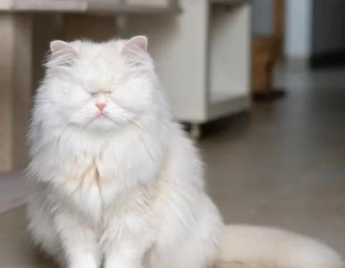 Miniatura: Była tak zaniedbana, że w końcu oślepła....