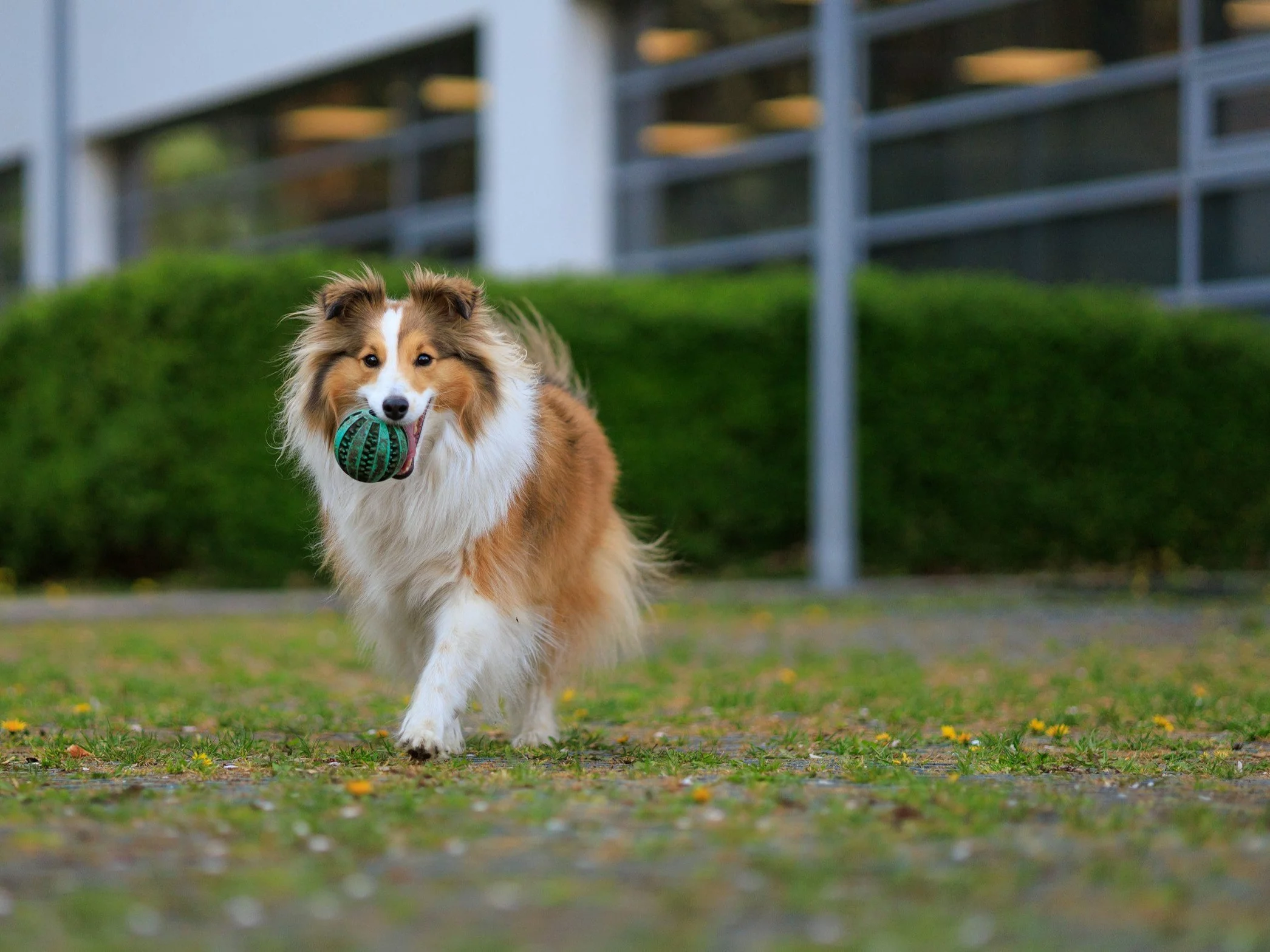 Co wiesz o psach? W tym quizie połowa punktów to sukces