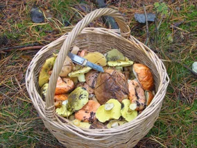 Miniatura: Grzybobranie zakończone sukcesem....