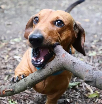 Bosco, jamnik, który został „królem patyków” 