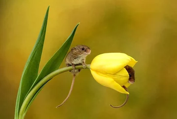 Badylarka pospolita figlująca w tulipanie 