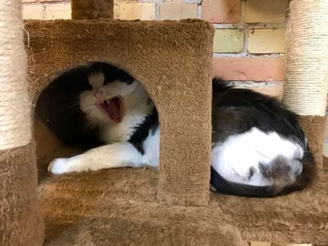 Koty w Safe Haven Pet Sanctuary 