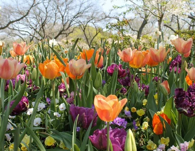 Miniatura: Długoterminowa prognoza dla Polski. Tak...