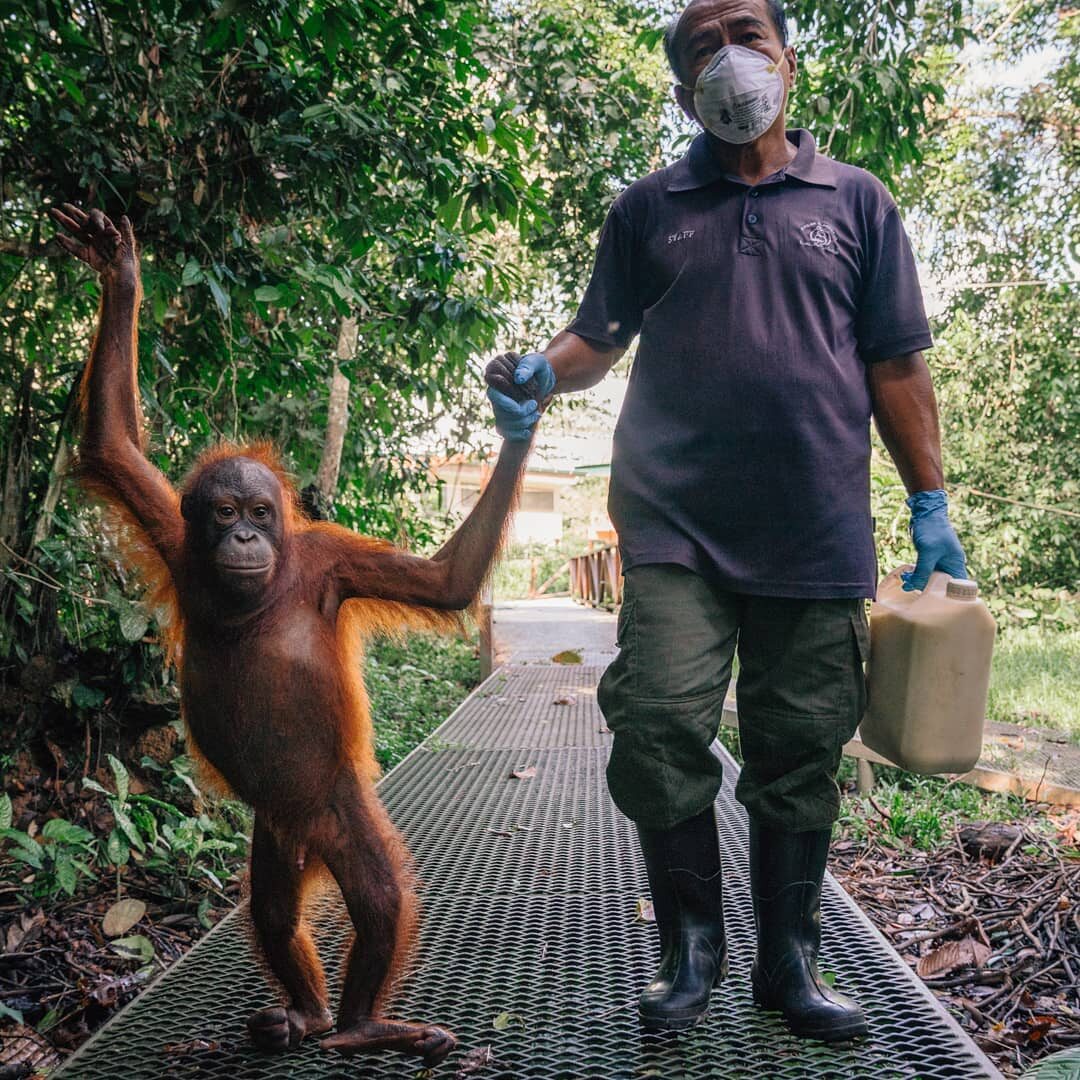 Orangutany w centrum rehabilitacyjnym na Borneo 