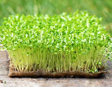 Miniatura: Wysiej to teraz – zdąży urosnąć na...