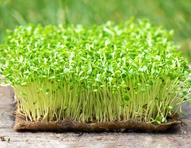 Miniatura: Wysiej to teraz – zdąży urosnąć na...