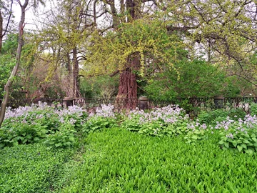 Ogród Botaniczny Uniwersytetu Warszawskiego w Warszawie 