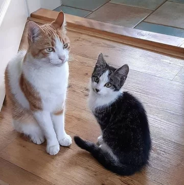 Stavros i Charlie 