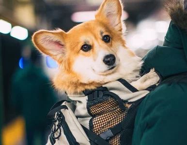 Miniatura: Wozi swojego psa w plecaku. Ten corgi już...