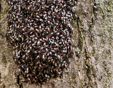 Miniatura: Niemcy przeżywają „inwazję” pluskwiaków....