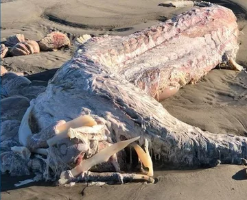 Zwierzę wyrzucone na plaży w Maine 