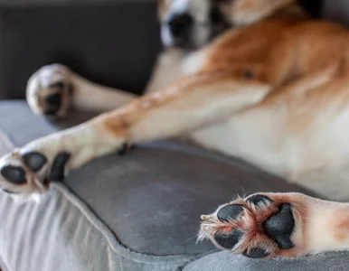 Miniatura: Czipowanie psów i kotów będzie...