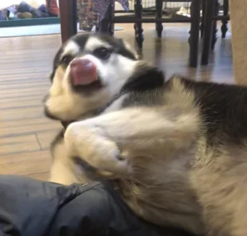 Kiedy oblizujesz nos i wdychasz powietrze jednocześnie. I jesteś psem 