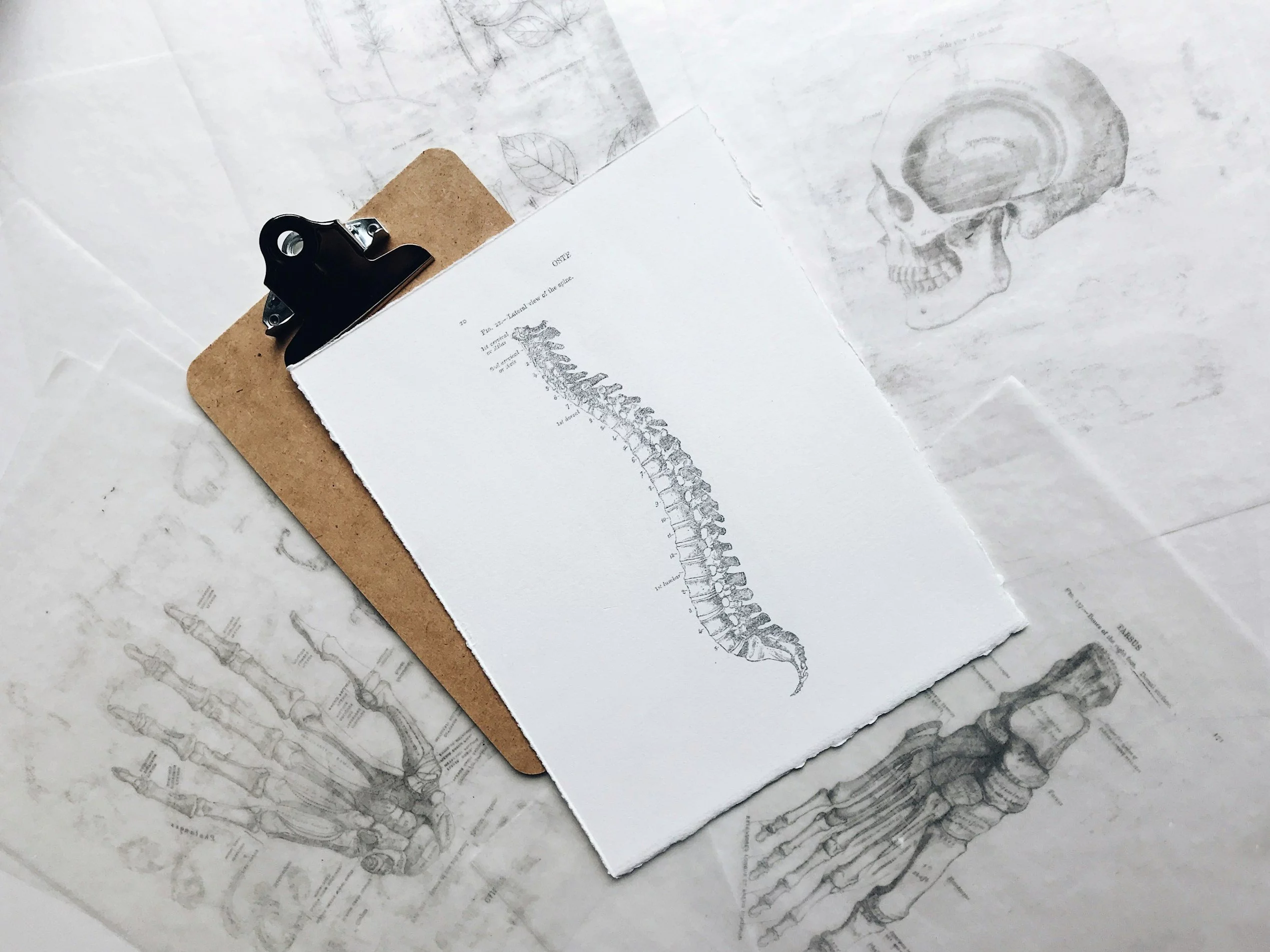 Jak dobrze znasz anatomię człowieka? Quiz o kościach