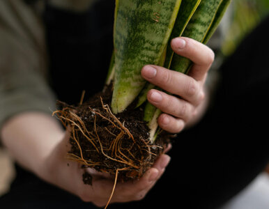 Miniatura: To najlepszy moment na przesadzanie...
