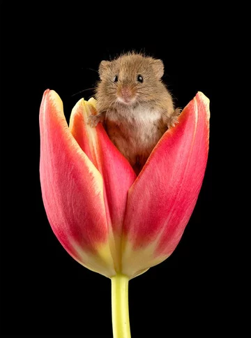 Badylarka pospolita figlująca w tulipanie 