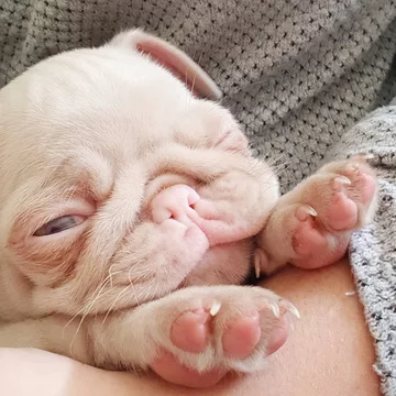 Mops Milkshake 