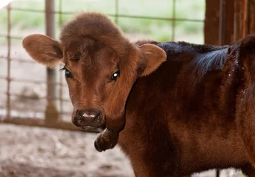Elsie, cielę z nogą na głowie 