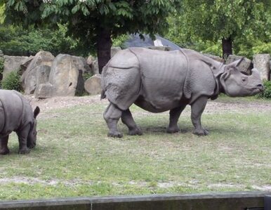 Miniatura: Zoo ostoją dla zagrożonych gatunków