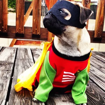 Robin 