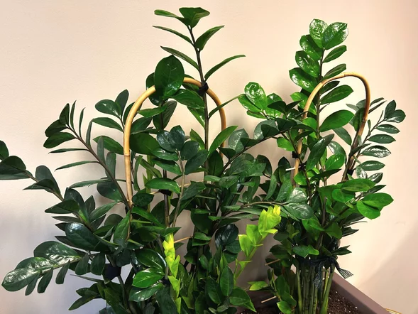 Miniatura: Jedna łyżeczka do wody i zamiokulkas...