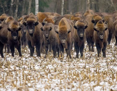 Miniatura: QUIZ geograficzny, na którym polegniesz....