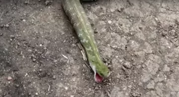 Wąż połyka i "wypluwa" żabę 