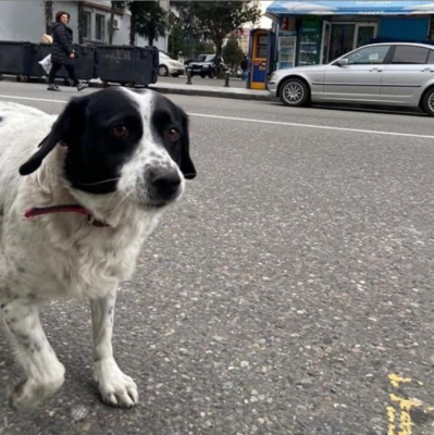 Miniatura: Pies pomaga dzieciom przechodzić przez ulicę