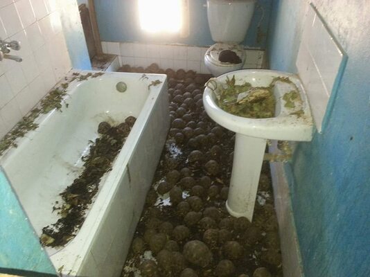 Miniatura: 10 tys. żółwi w mieszkaniu. Taki widok...