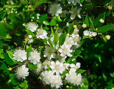 Miniatura: Wstaw ją do sypialni. Ten zapach pomaga...